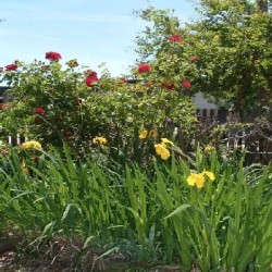 Exterior photo, irises and roses